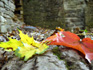 Autumn Leaves