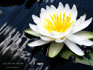 Lily On The Water